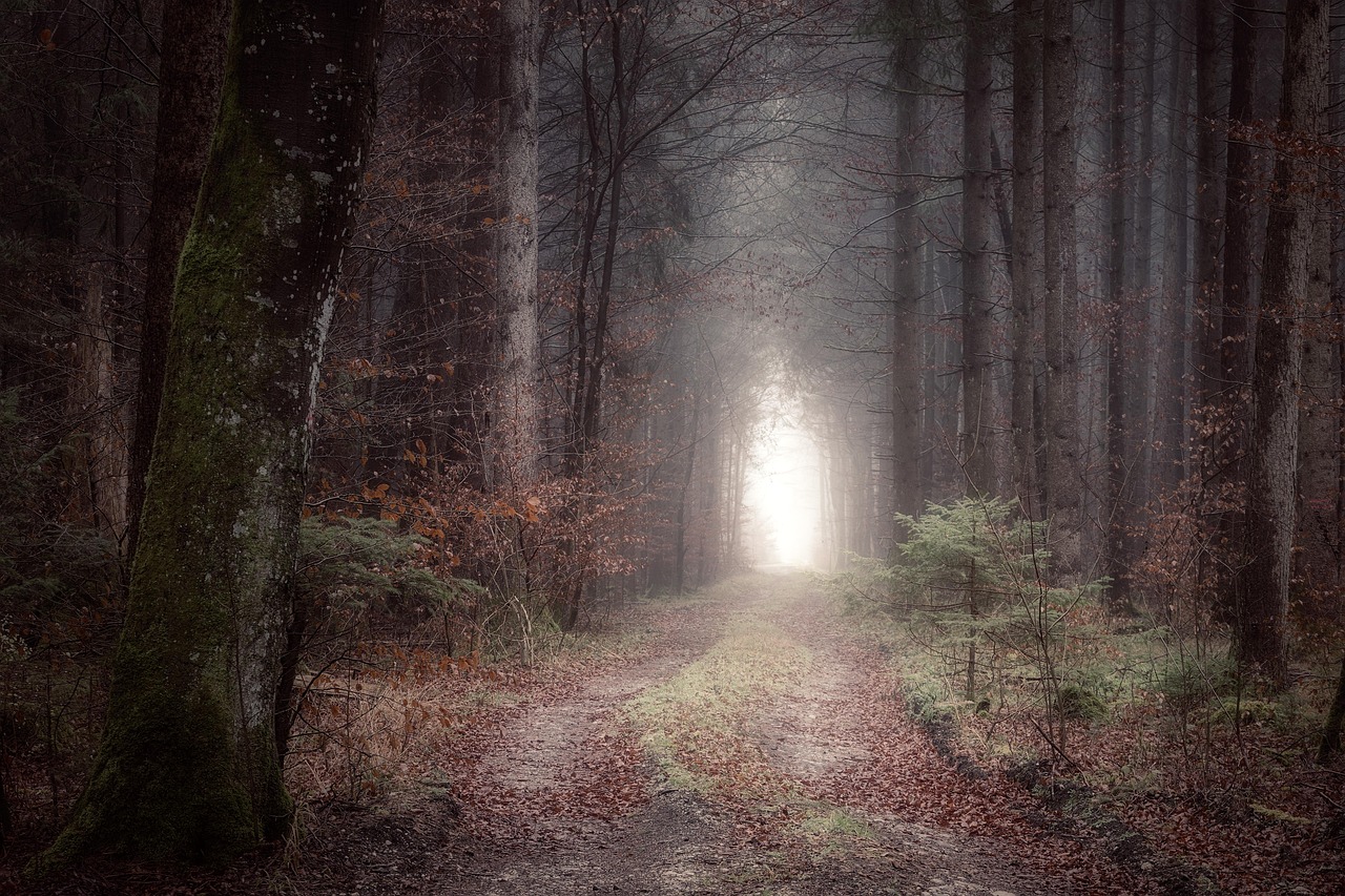 Prestations de coaching - Tarifs hors entreprise forest path, dark, mystical, fog, forest, path, nature, foggy, trail, quiet, threatening, light, lighting mood, the atmosphere, cold, mood, landscape, atmospheric, forest path, forest path, forest path, forest path, forest path, mystical, path, path, foggy, trail, landscape